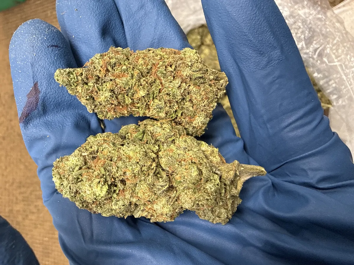 Venom Runtz Flower